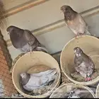 حمام وكراني طيار