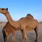 ناقه ساحليه حمرا دم تحتها بكره فرديه