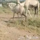 بكرة العمر 4 شهور