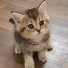 كتن سكوتش ( تم البيع )