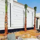 توريد نخل جميع انواع