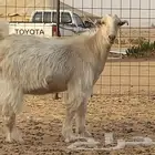 جفار جفرات مصريات بيور