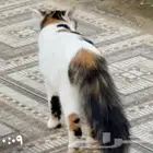قطط للتبني اهم شي مخافة الله فيهم. اعمارهم 6شهور تقريبا.