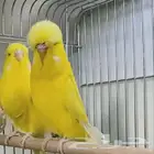 (تم البيع ) زوج بادجي انجليزي لاتينو(تم البيع)