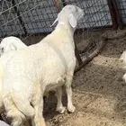للبيع طلي بعمر6 شهور فل شحم
