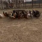 دجاج بلدي ودياكه للبيع