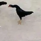 دجاجتين شامو الماني هزاز