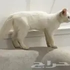 قطة للبيع