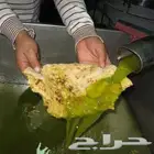 زيت زيتون فلسطيني معصور على البارد بعل جبلي نابلسي لكل المدن