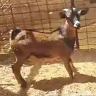 حلال