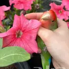 للبيع ببغاء الروز لون أمازوني يجناان لعووب مغررد