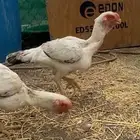 دجاج حجازي بياض