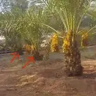 نخل للبيع جميع النواع انخل العربي سكري إخلاص برحي صقعي مجدول
