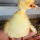 صوص بط بكيني
