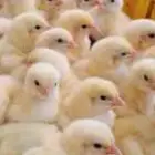 صوص لاحم