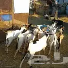 تيوس حبشيه مرابي شهرين ومخصاه