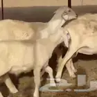 غنم حريات خلفات طيبة عددها 7 تحتها 7