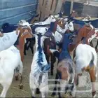 تيوس يمنيه نفس البلدي شبيه التيوس المحايليه