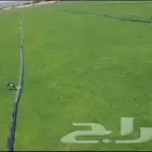 عشب طبيعي تيل طبيعي