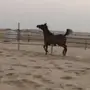 مهره شعبيه كميت