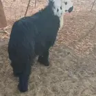 خروف نجدي ادغم