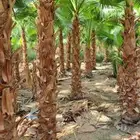 يوجد لدينا نخل عربي بجميع انواعه ومقاساته يوجد نخل واشنطن ز