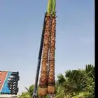 نخيل واشنطني زينه