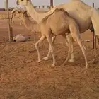 عشاير معهن بكار كفو ولقحة وبكرة مفرودو وفحل
