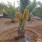يوجد لدينا جميع أنواع النخيل