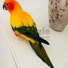 فرخ ( صن كنيور )