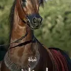 تصميم جميع الشيلات والزفات بالاسماء حسب الطلب