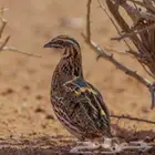 سمان