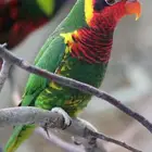 متوفر من جديد فرخ غر لوري اورنيت - Ornate Lorikeet