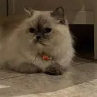 قطه انثى للتبني