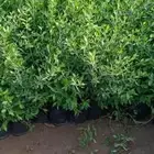 شتلات بسعر مغري 5000 شتله ب ريال و30 هلله