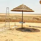 خيزران وبامبو