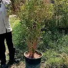 رمان طايفي درجه اول