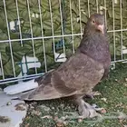 طحيني مذيل عروق قويه