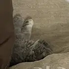 ابوعريش