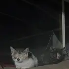 قطتين صغار عمرهم شهرين للتبني