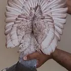 جوز فراشه