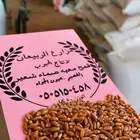 قمح معيه هلباء انتاج مزرعتنا