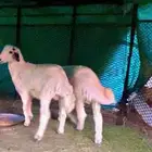 طليان للبيع