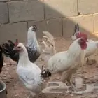 دجاج للبيع