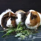 الا عنده وبر الموقع حول صبيا تواصل معي