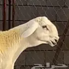 طلي حري ابرص صنف الصنف فاخر من الاخر
