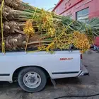يوجد لدينا جميع انواع النخيل العربي المثمر