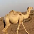 بكره لقيه شقحاء طيبه ع جميع شروط