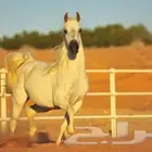 مطلوب خيل صفرا