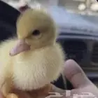 بط للبيع بط بكيني